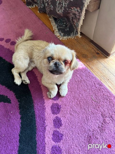 Pekines — Bakı