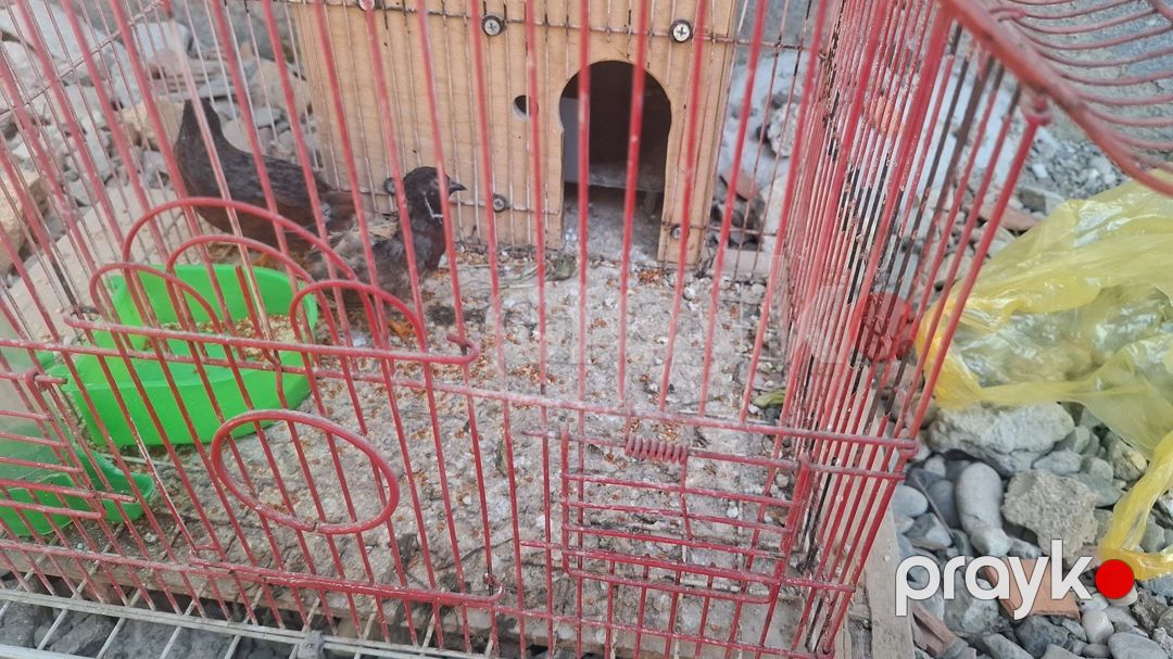 Bildirçin — Quşlar, Bakı (3)