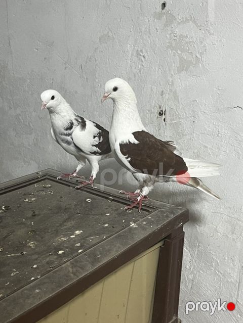 Hazır cüt bakı quşları qan qırmızı çəplərdi təzə cüt vurmuşam — Digah