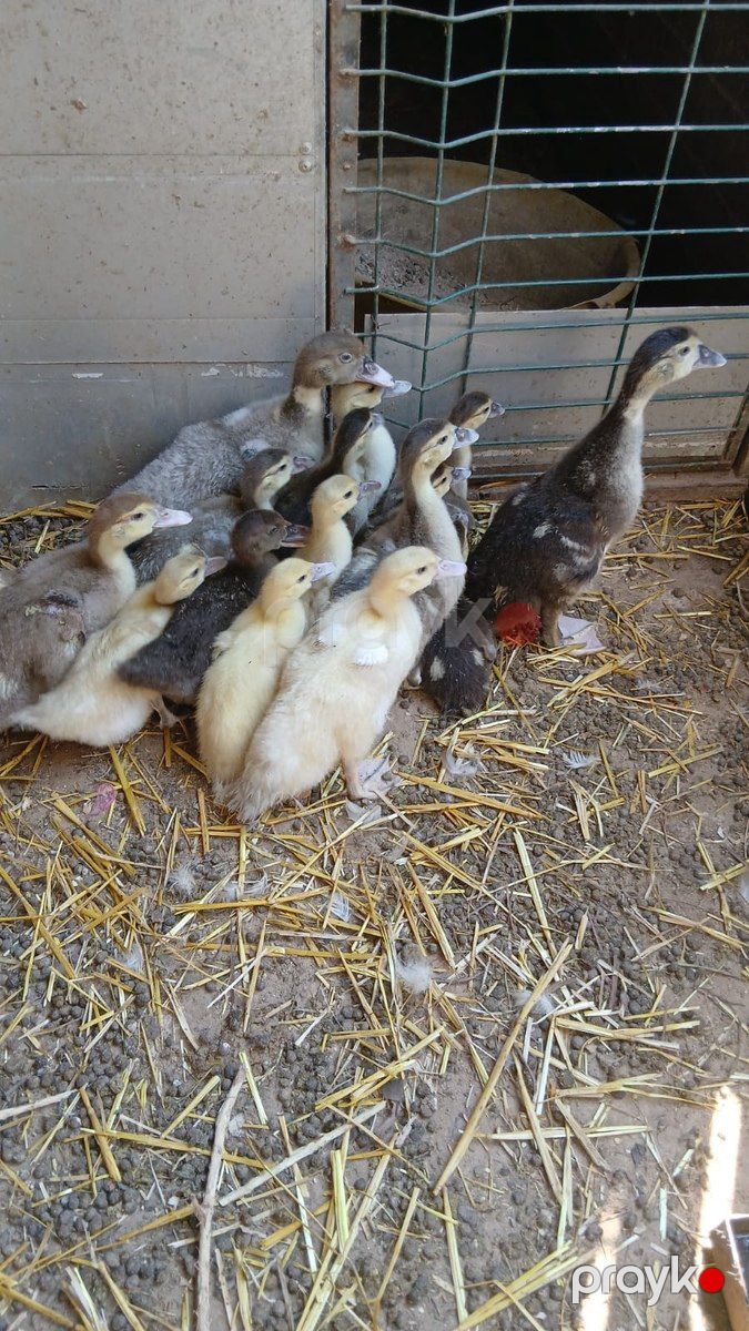 Lavanda lal ördəkləri — Quşlar, Bakı (3)