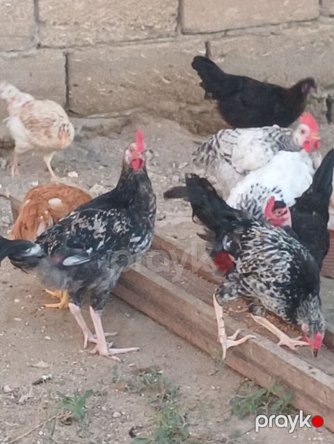Toyuq, Ətlik, Ünvandan götürmə — Bakı