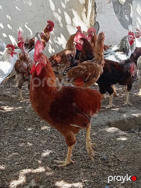 Kənd çolpası — Bakı