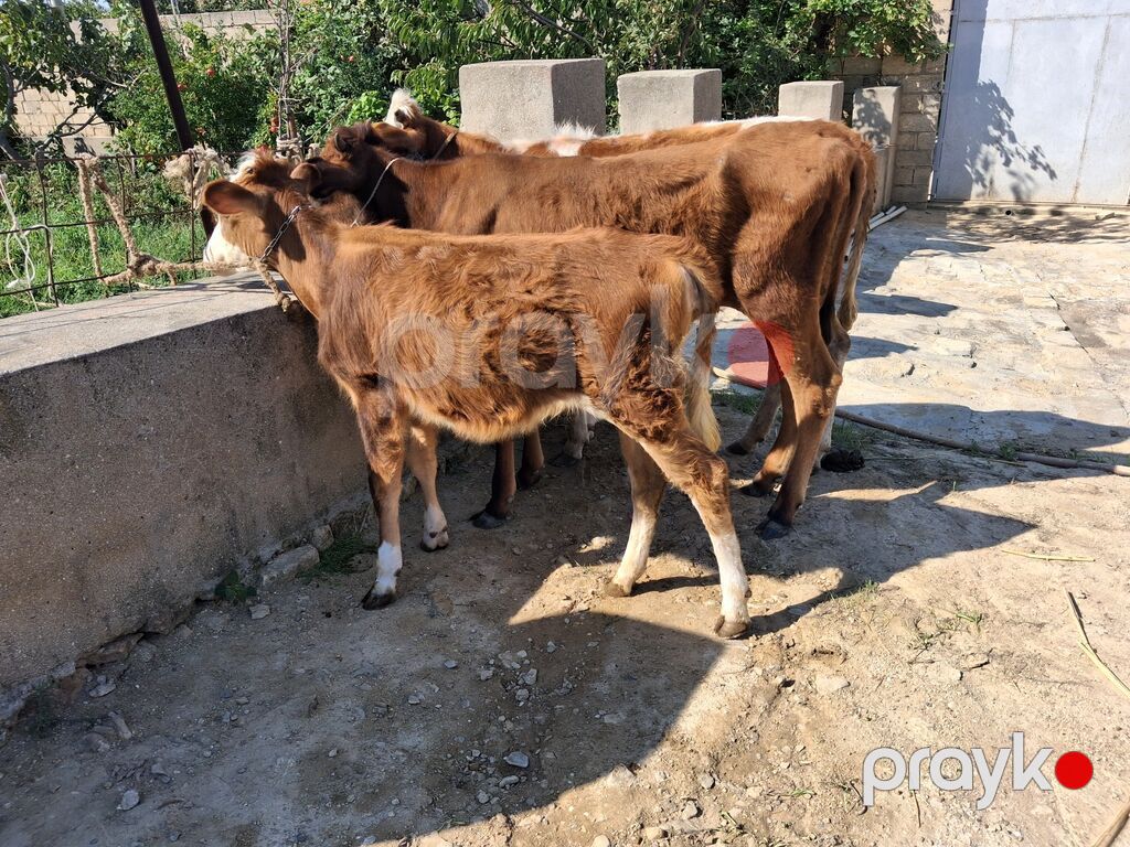 Dana, buzov, Dişi, ay: 6, Damazlıq — Kənd təsərrüfatı heyvanları, Xırdalan (7)