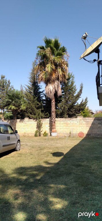 Palma vaşinqton — Bitkilər, Bakı (10)