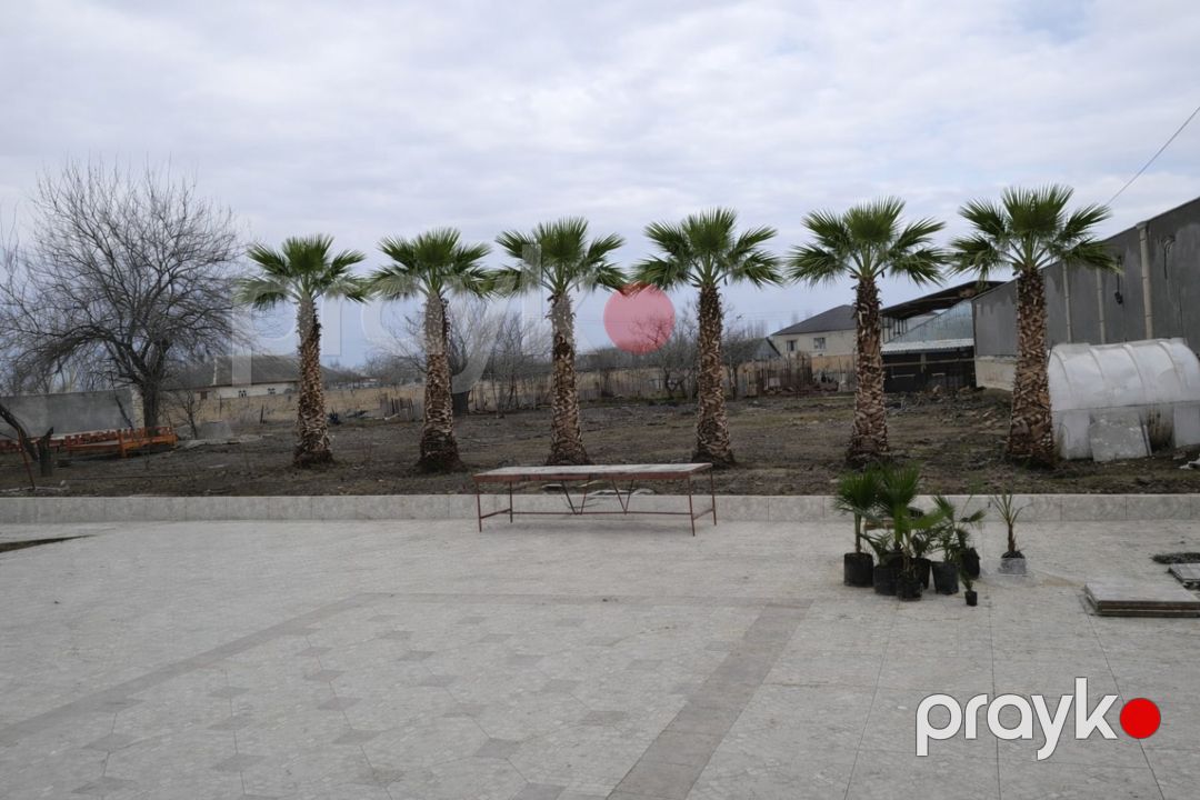 Palma finik — Bitkilər, Bakı (4)