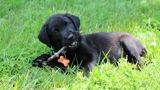 Labrador-retriver, 1 ay, Erkək, Peyvəndli — eli — Dogs