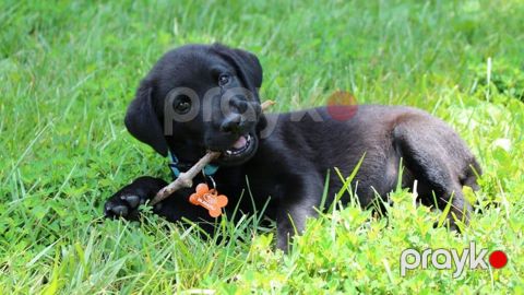 Labrador-retriver, 1 ay, Erkək, Peyvəndli — Bakı
