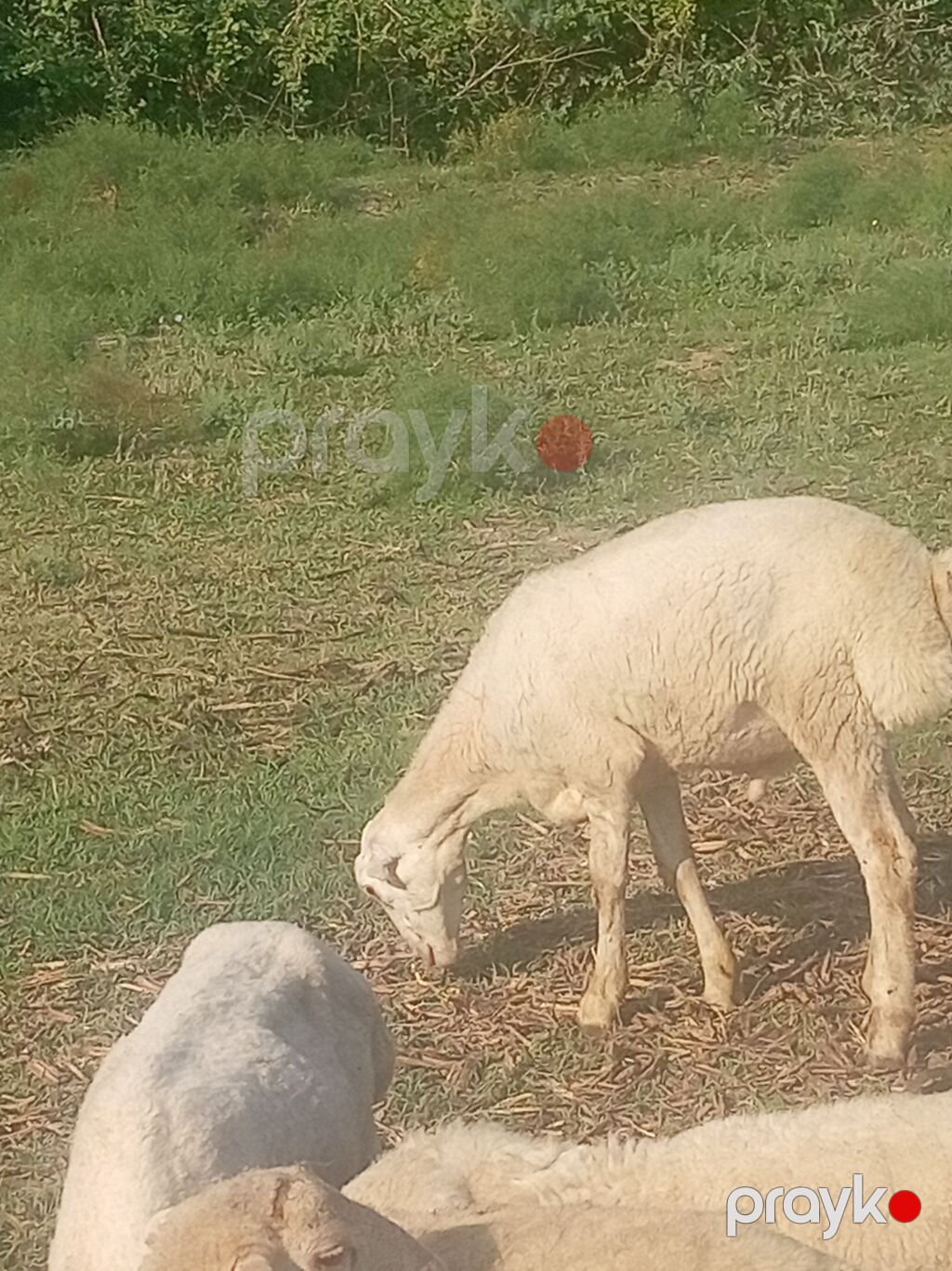 42 quzu — Kənd təsərrüfatı heyvanları, Bakı (4)