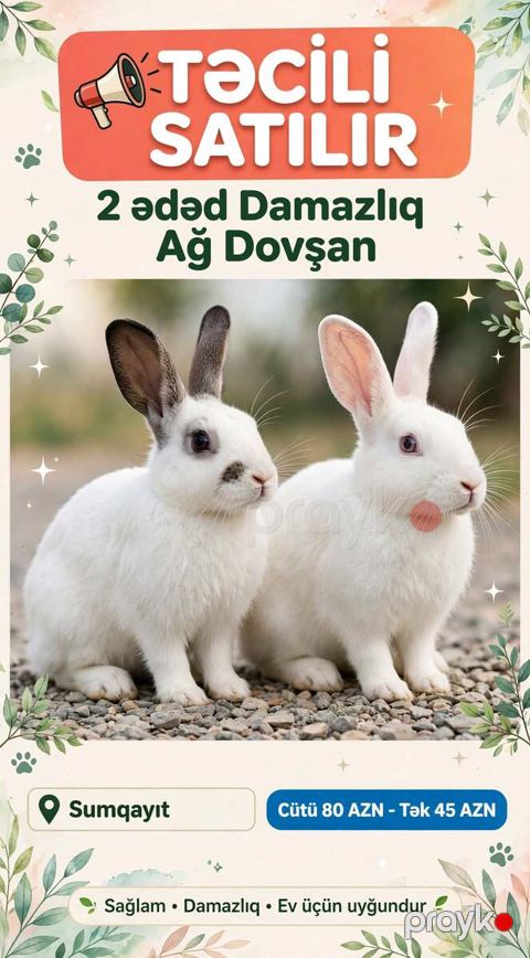 Dovşan — Sumqayıt
