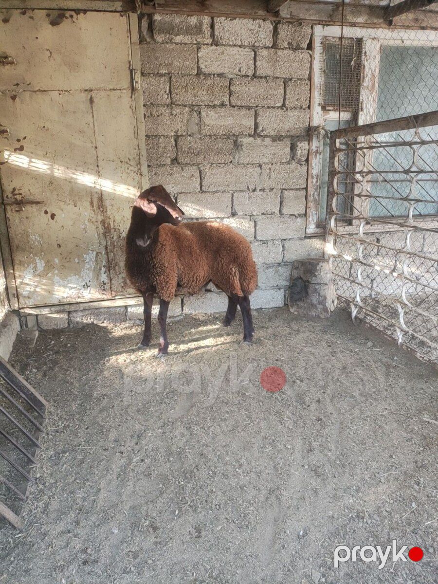 Qala toğlusu — Kənd təsərrüfatı heyvanları, Bakı (7)