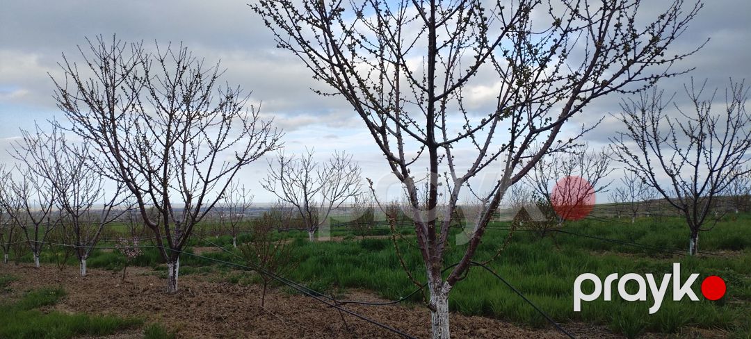 400 sot torpaq sahəsi, Şabran r — Torpaq, Şabran (7)