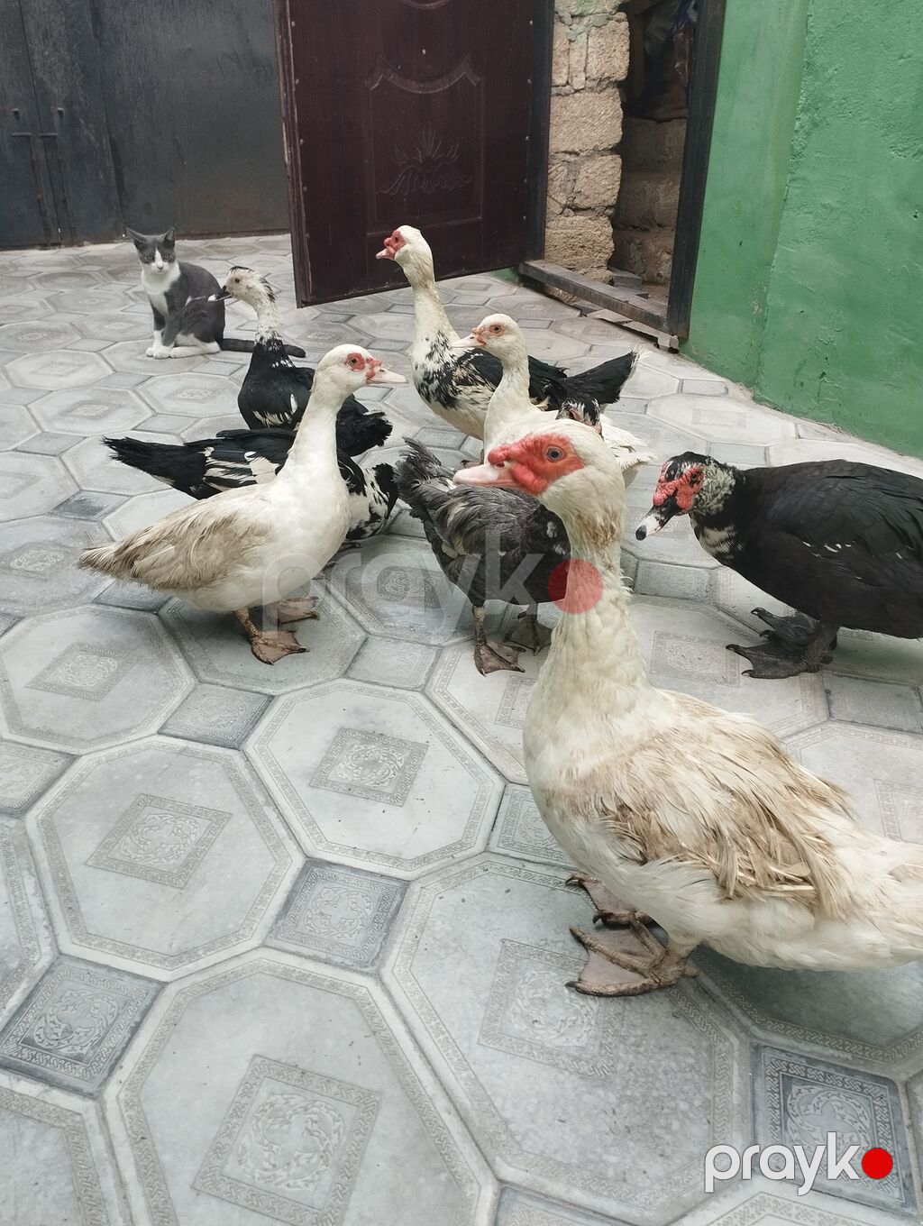 Malla ördəklər (Muscovy) – müxtəlif rənglərdə sürü - Növ: Muscovy — Digərləri, Masazır (2)