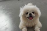 Pekines — eli — Dogs