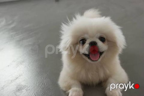 Pekines — Bakı