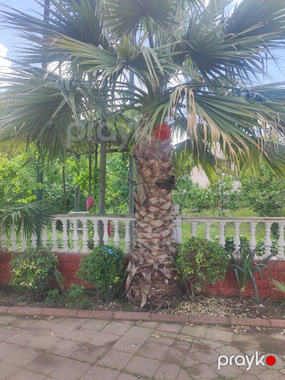 Palma vaşinqton — Bitkilər, Bakı (6)