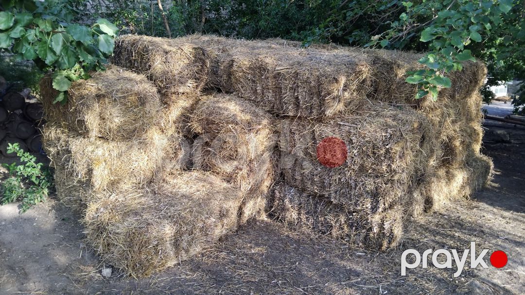 Qoyunlar — Kənd təsərrüfatı heyvanları, Bakı (5)