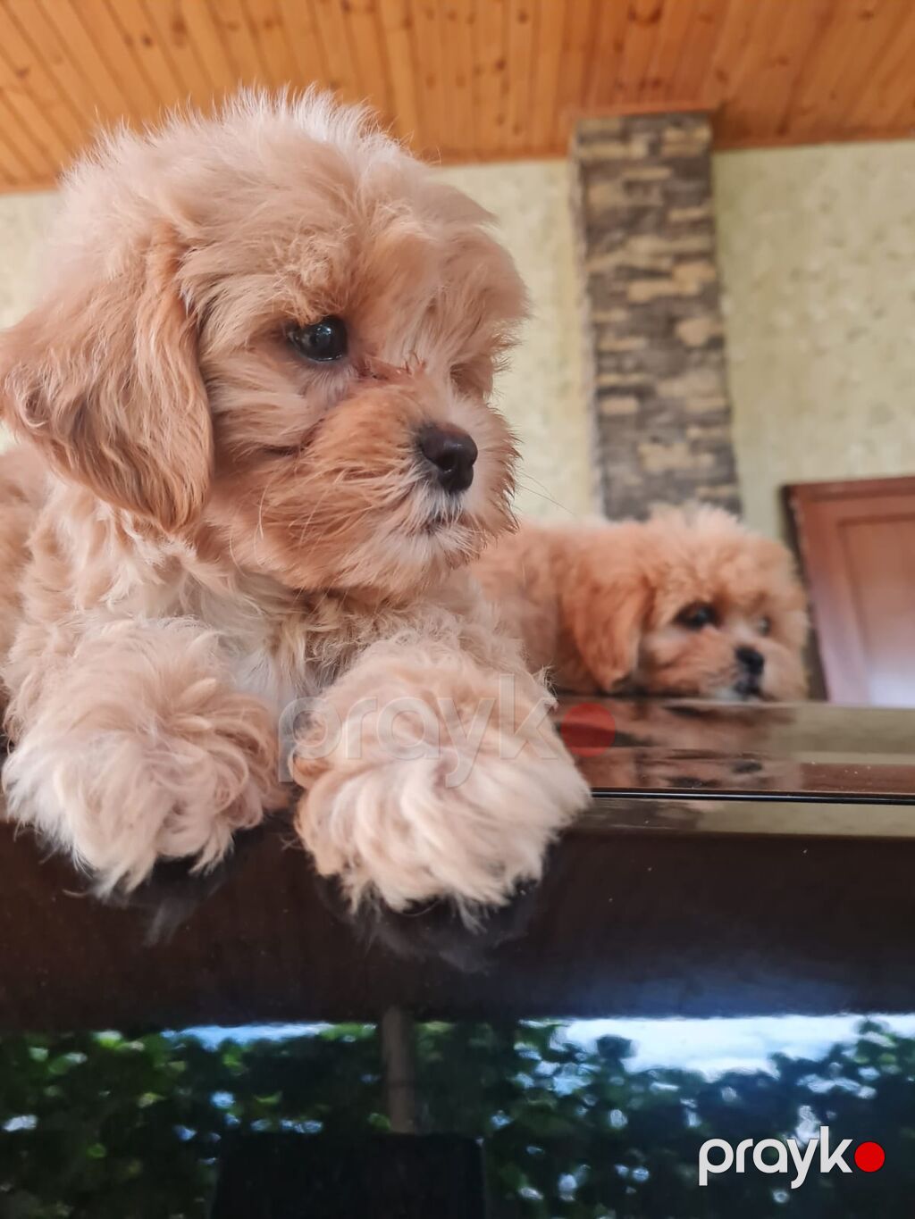 Pudel, 3 ay, Erkək, Ödənişli çatdırılma — Köpəklər, Bakı (2)