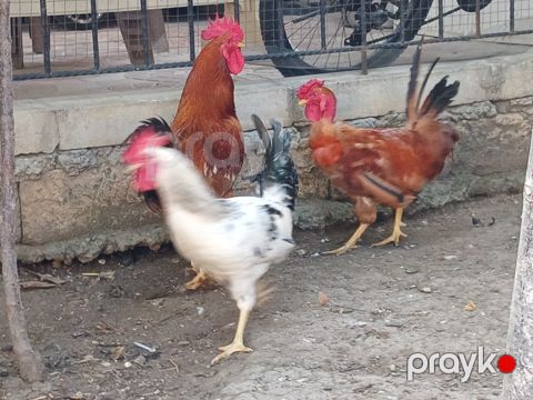 Xoruzlar — Bakı