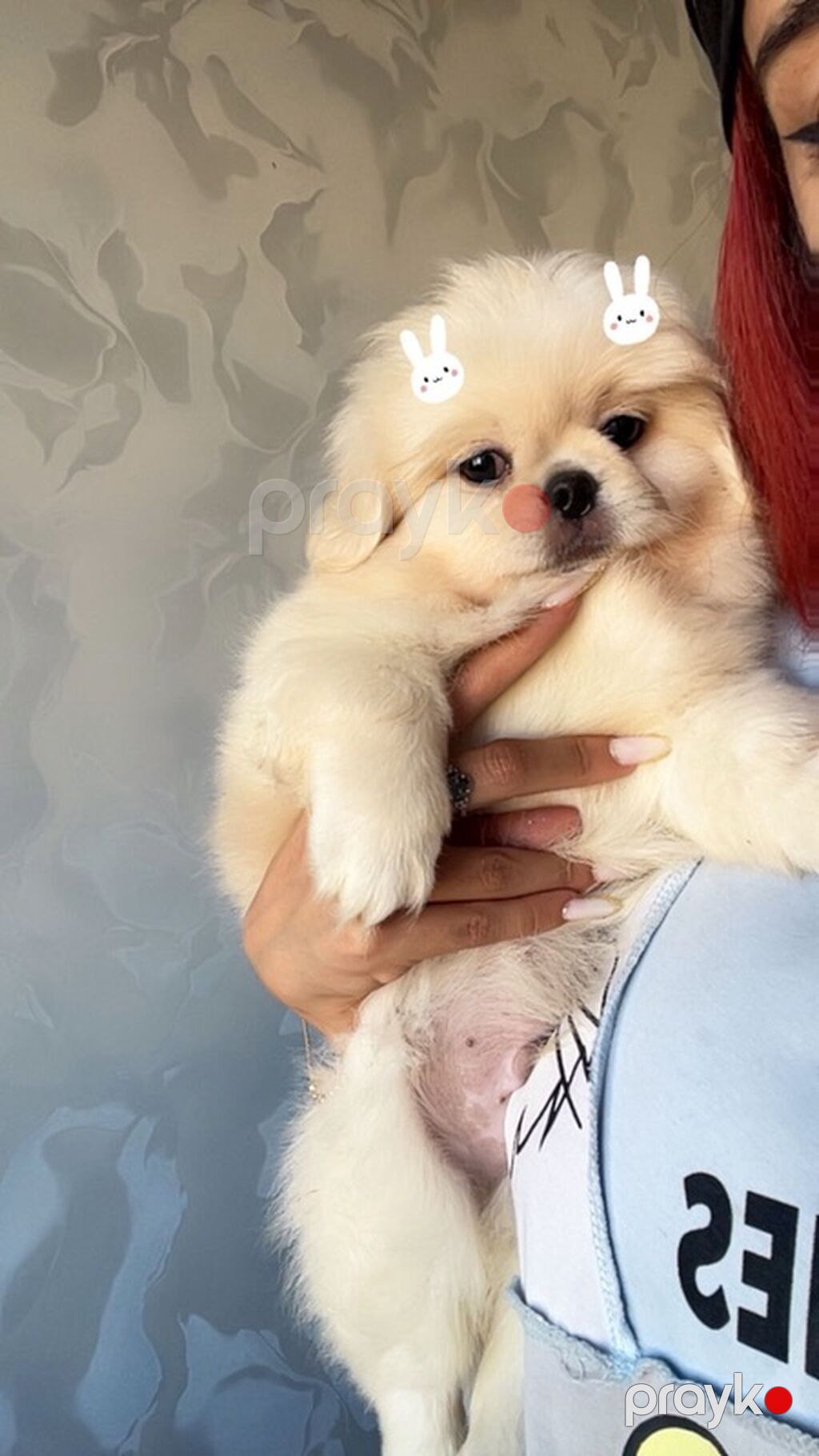 Pekines — Köpəklər, Sumqayıt (3)