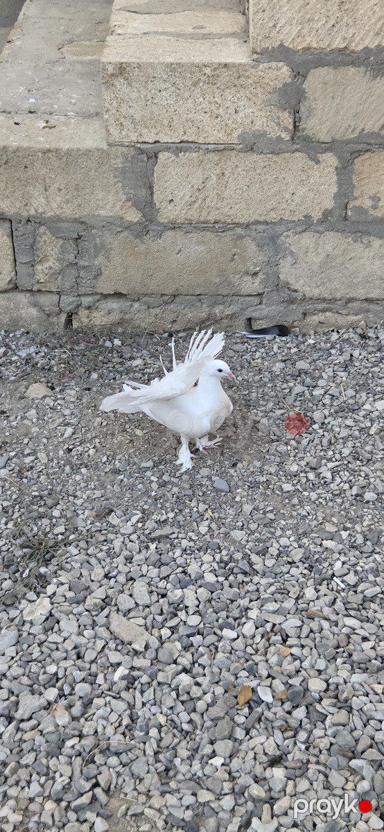 Quşlar — Quşlar, Sumqayıt (6)