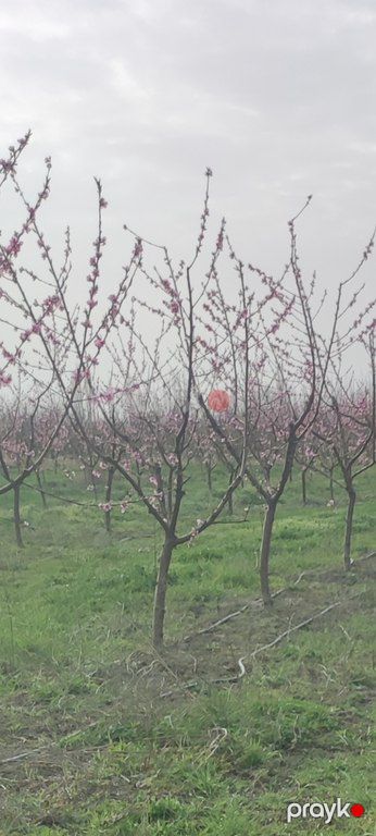 Satılır torpaq 750 sot — Torpaq, Xaçmaz (7)