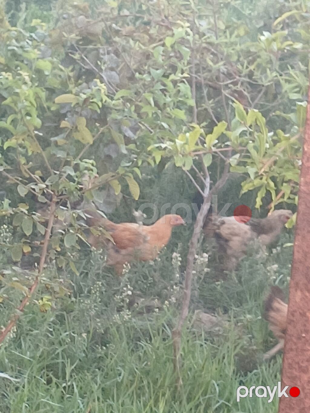 Toyuq, Ətlik, Ünvandan götürmə — Toyuq və xoruz, Bakı (3)