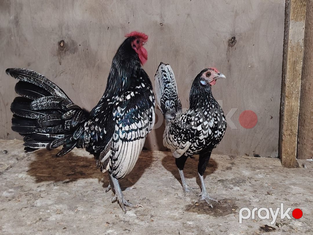 Sibrayt toyuqlar — Quşlar, Bakı (2)