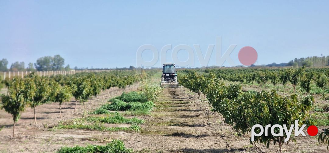 Satılır torpaq 1100 sot — Torpaq, Xaçmaz (10)