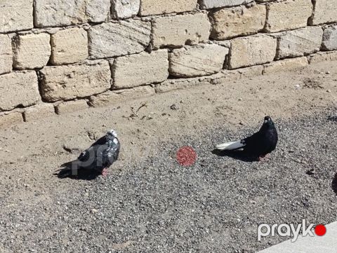 Cüt nikalay hazır cutduler Maya paqonnu cil Erkey ağ quyrug — Digah