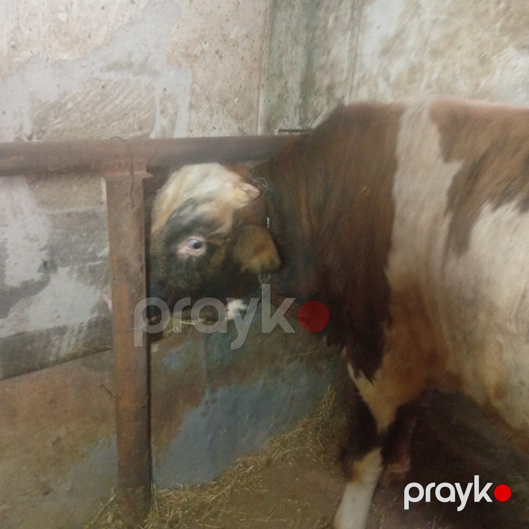 Erkək dana — Kənd təsərrüfatı heyvanları, Bakı (11)
