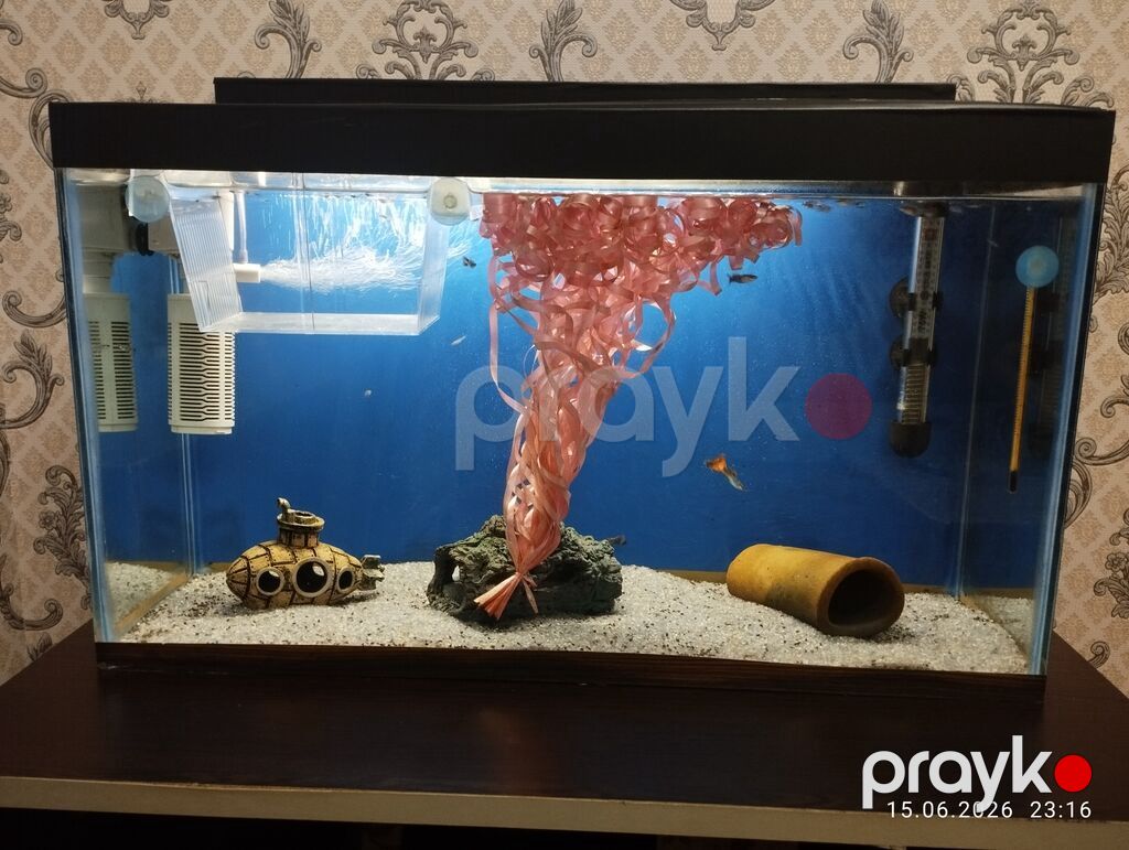 Dördbucaq akvarium, Balıqlarla birlikdə, 40 l, Ünvandan götürmə — Akvariumlar və balıqlar, Qobu (2)