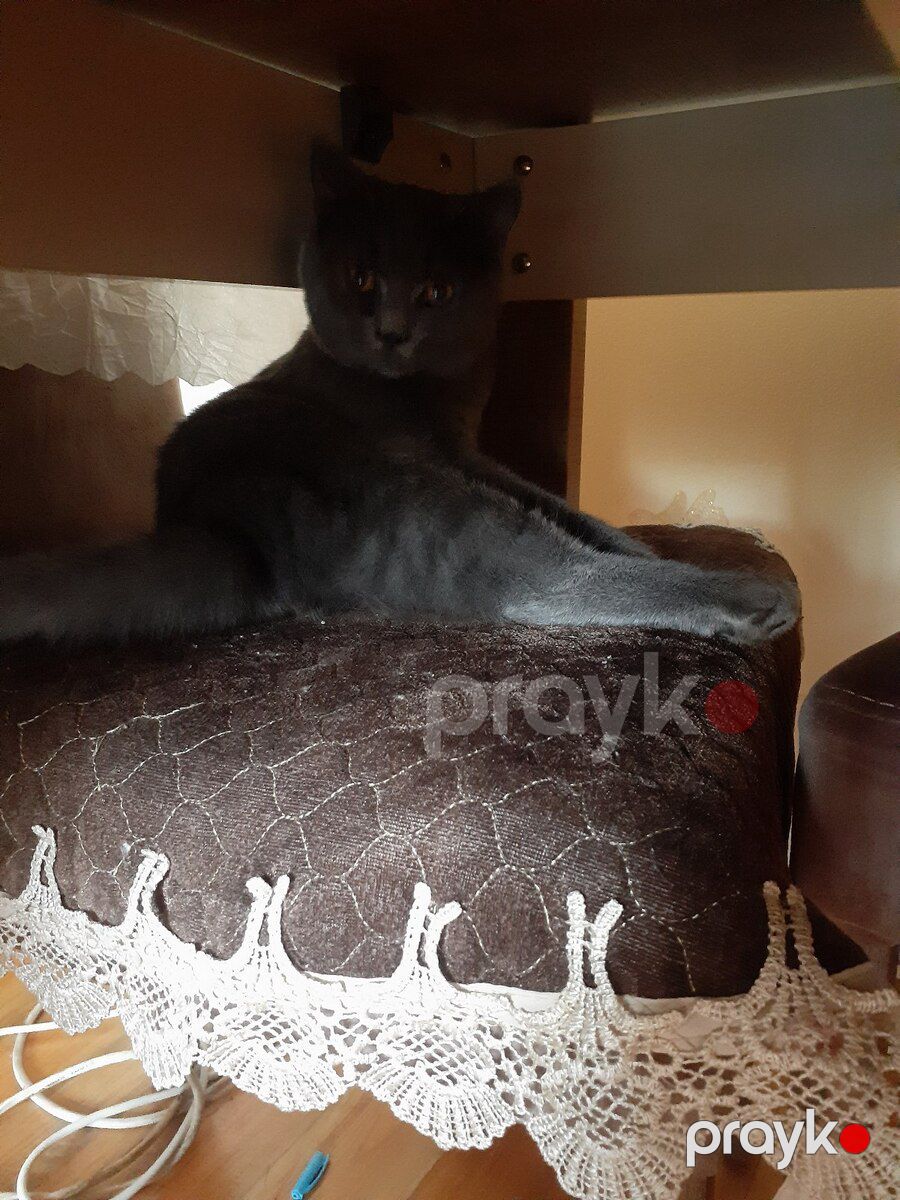 Şotland pişiyi — Pişiklər, Bakı (3)