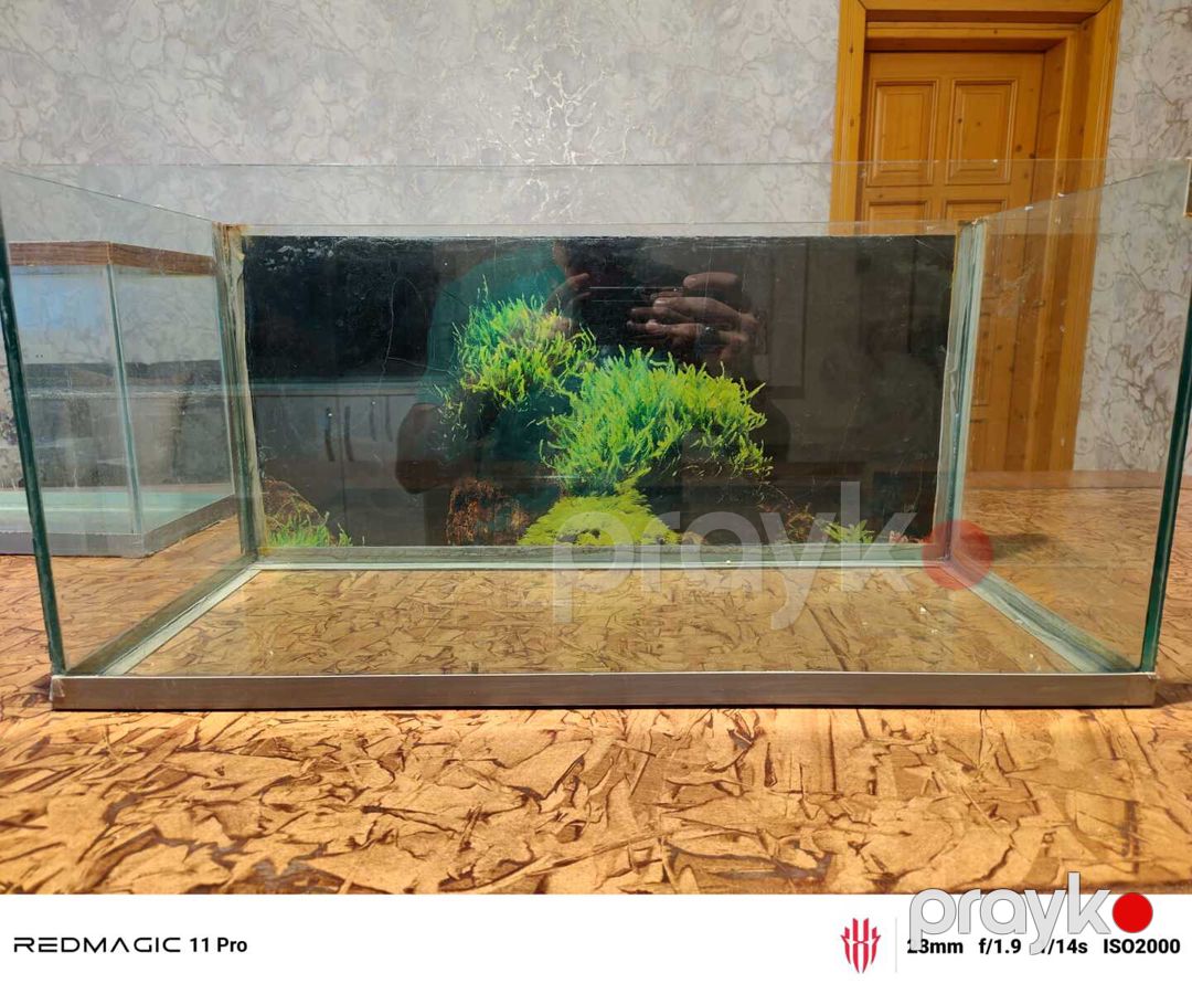 Akvarium — Akvariumlar və balıqlar, Bakı (4)