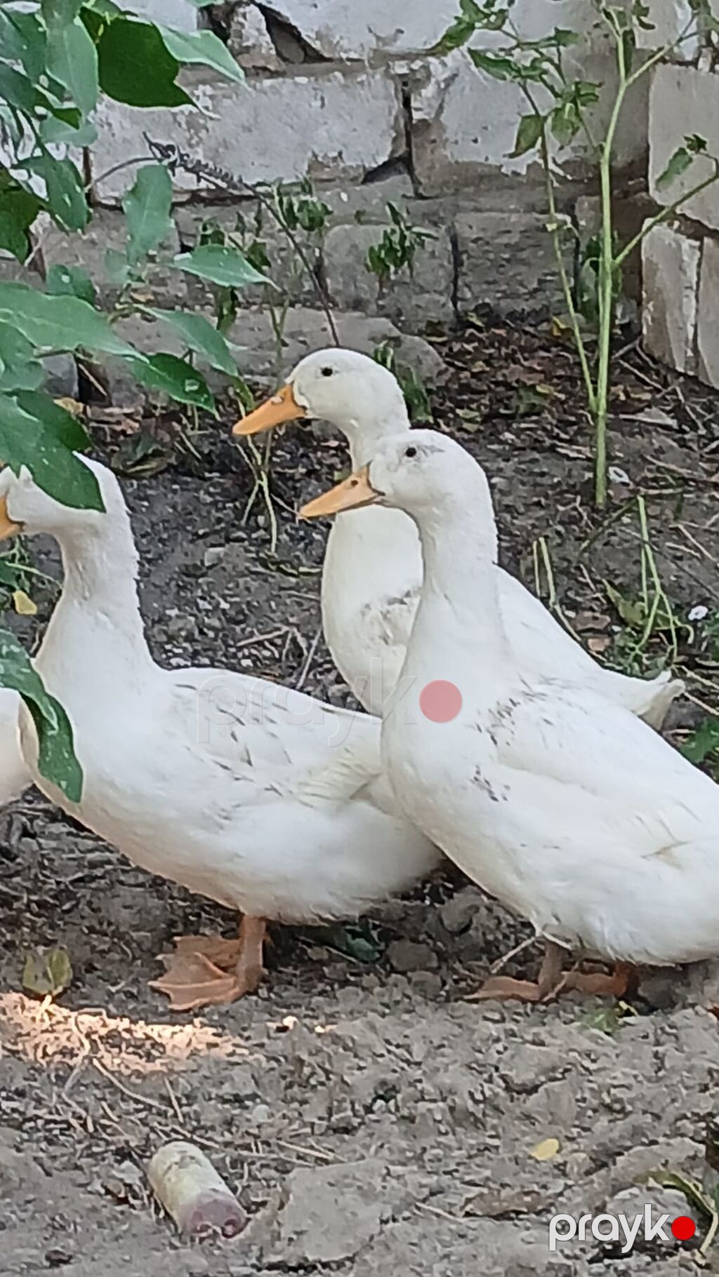 3 aylıq sağlam pekin ördəkləri satılır, Ünvan saray qəsəbəsi — Digərləri, Saray (3)