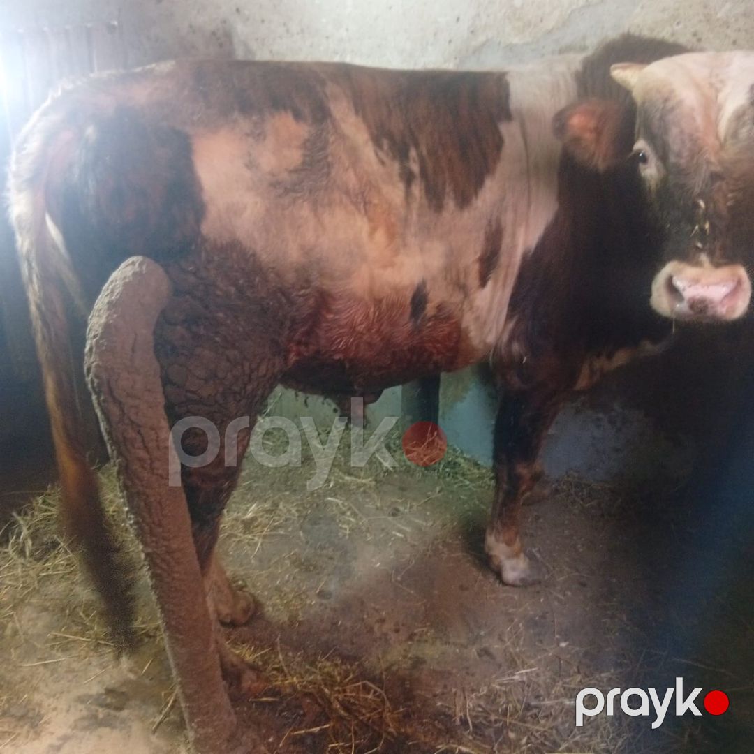 Erkək dana — Kənd təsərrüfatı heyvanları, Bakı (3)