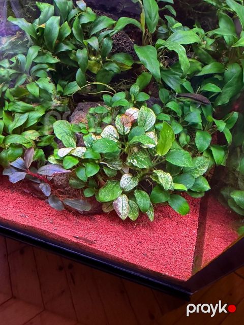 Anubias Pinto — Bakı