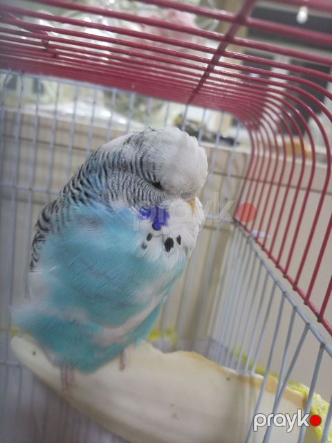 Məhsul: Dalmatin naxışlı, mavi-ağ rəngli dalğalı tutuquşu (budgerigar) — Bakı