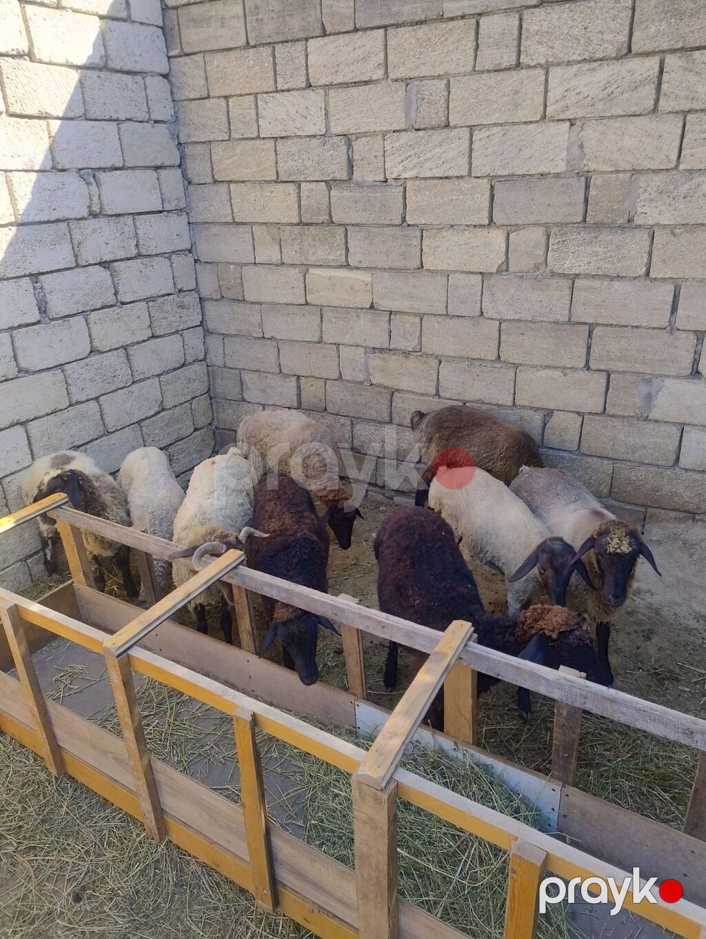 Quzu satılır 9dənədi qiymət komuna aiddir.2 erkək 7dişi. diri çəkiləri — Kənd təsərrüfatı heyvanları, Saray (8)
