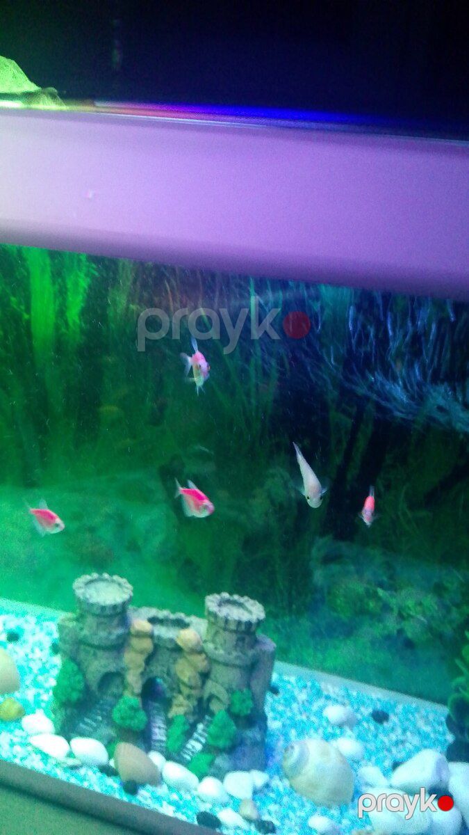 Akvarium və balıqlar — Akvariumlar və balıqlar, Bakı (4)