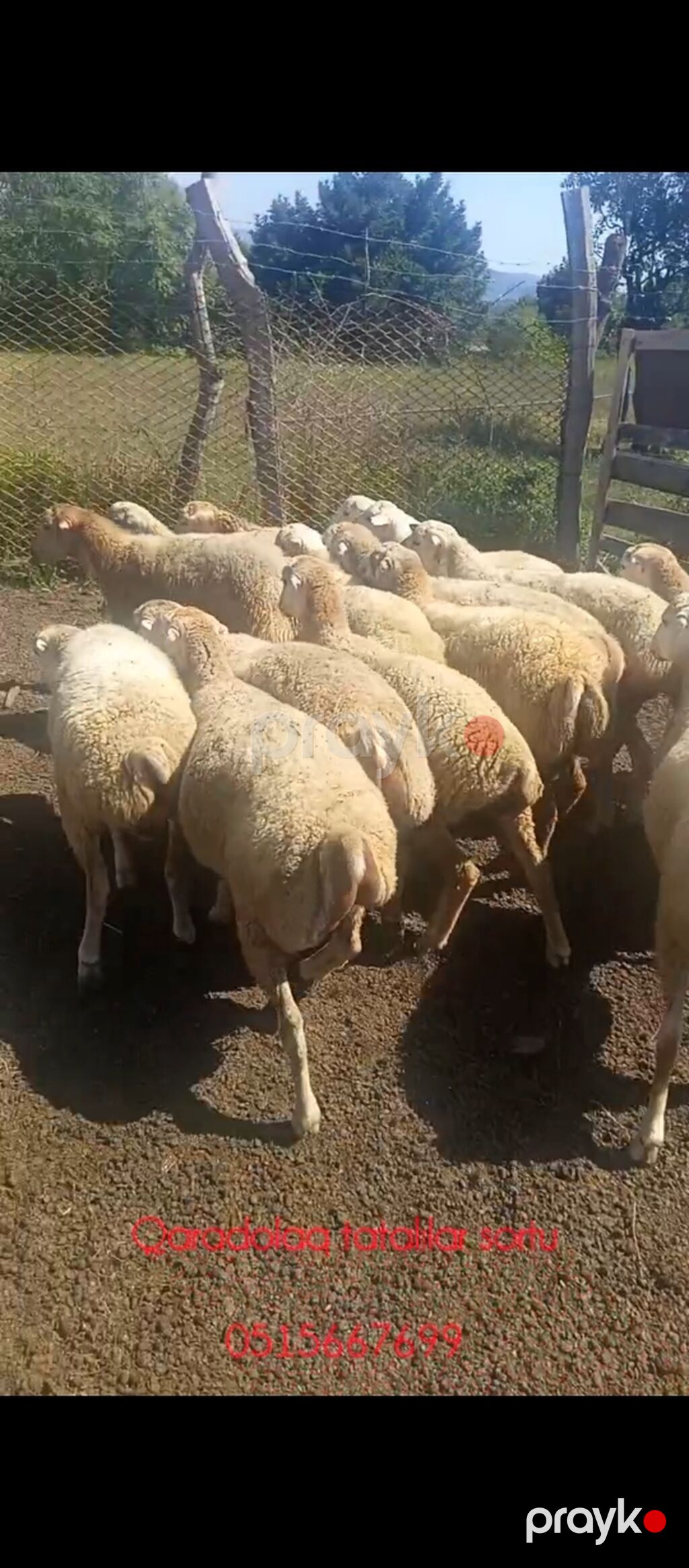 Erkək, il: 7, 35 kq, Damazlıq — Kənd təsərrüfatı heyvanları, Balakən (2)