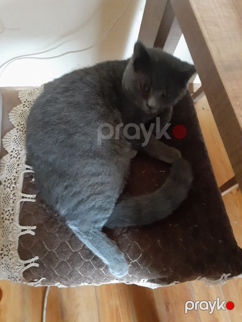 Şotland pişiyi — Bakı