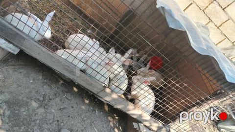 14 dənə dovşan satılır Ağ rəngli ev dovşanları – bir qrup — Quba