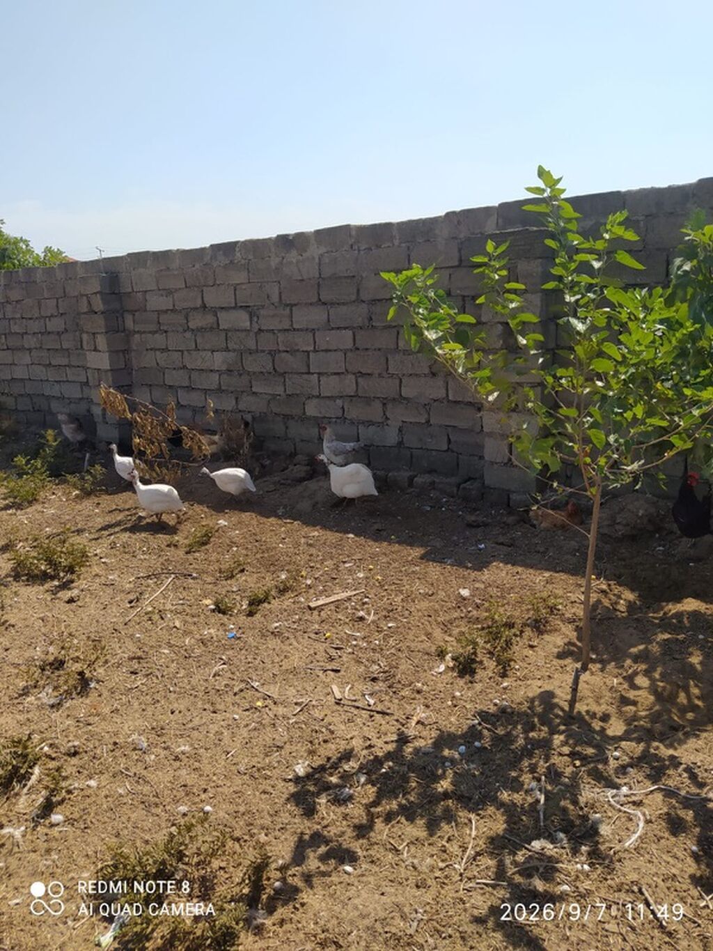 Firengler 25 manat 1 il 2 ayliq yumurtuyurlar(metroya catirma var — Kənd təsərrüfatı heyvanları, Digah