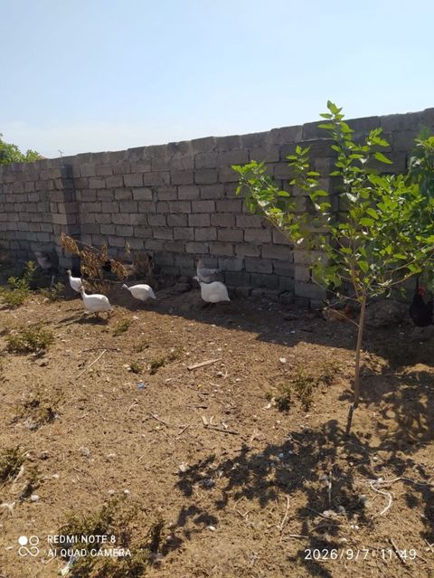 Firengler 25 manat 1 il 2 ayliq yumurtuyurlar(metroya catirma var — Digah