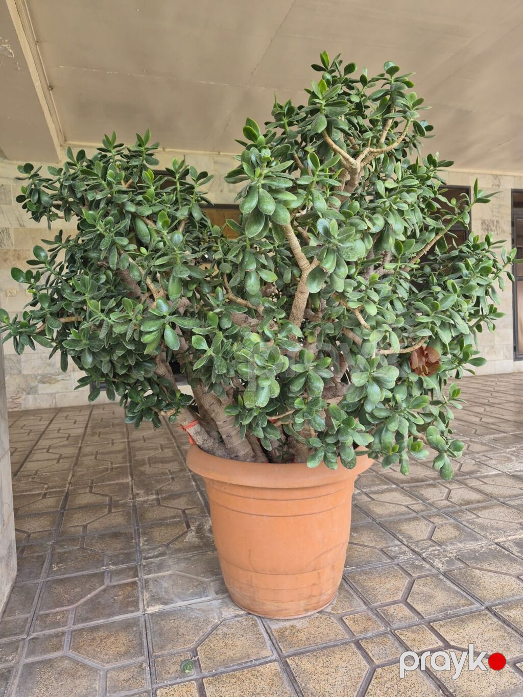 Böyük ölçülü qablı şirəli bitki – “Pul ağacı” (Crassula ovata) более — Qapı bitkələri, Bakı (2)