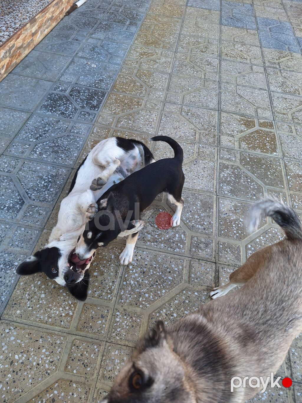 Zvonok, 3 ay, Erkək, Peyvəndli, Ödənişli çatdırılma — Köpəklər, Digah (2)