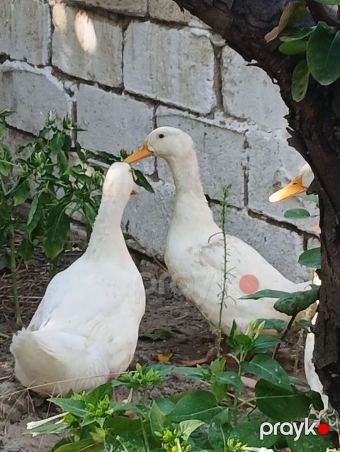3 aylıq sağlam pekin ördəkləri satılır, Ünvan saray qəsəbəsi — Saray