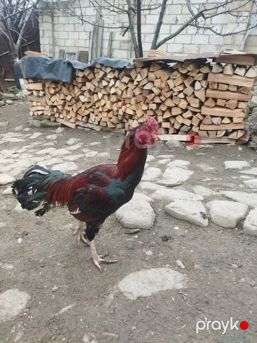 Heyratı beçəsi — Quşlar, Quba (8)