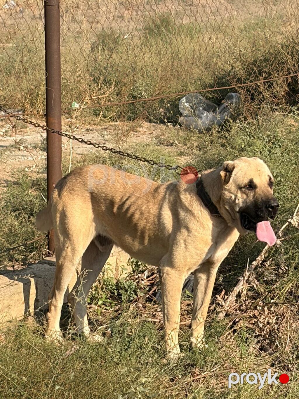 Kanqal, 3 il, Erkək, Peyvəndli, Rayonlara çatdırılma — Köpəklər, Mehdiabad (3)