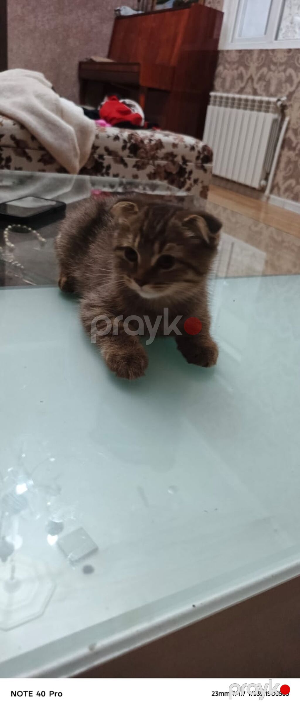 Şotland yastı qulaq, Erkək — Pişiklər, Bakı (2)